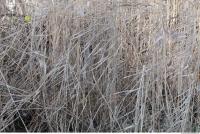 Photo Texture of Grass Tall 0002